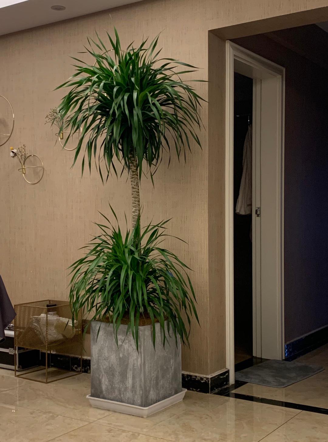 家居必备的几款高颜值中大型绿植,40款超治愈的家居绿植