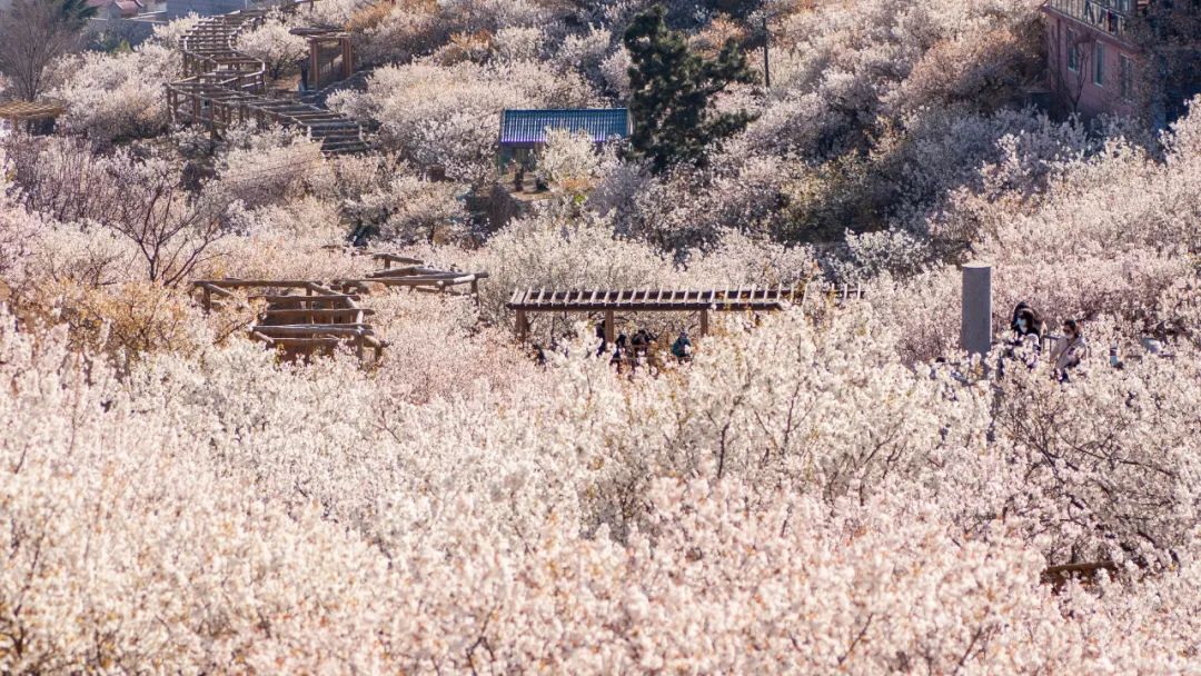 山东最美沿海公路是哪里,山东最好的滨海公路