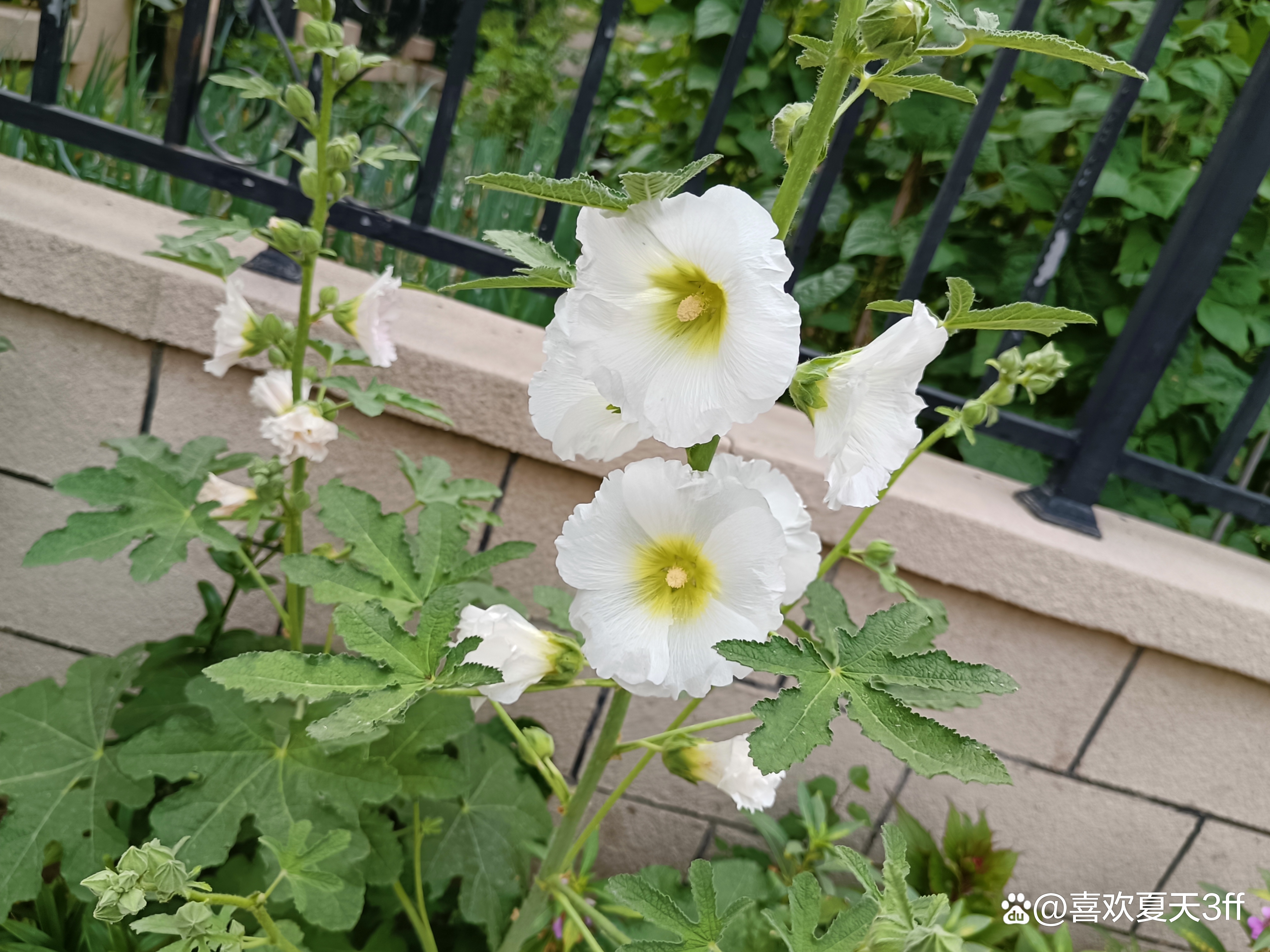 六月的鲜花绚丽多彩,七月的鲜花格外的娇艳