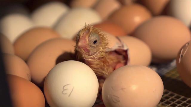 哺乳动物的生殖系统有骨头吗,地球哺乳动物演化