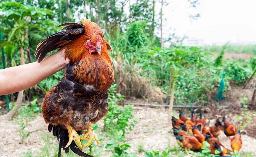 农场办抓鸡游戏3只鸡引百人追，入场费10元，“玩”出来的大财富