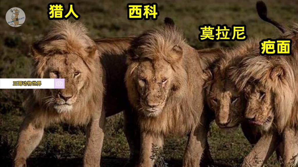 狮王乐高被咬断狮子脊柱,乐高狮王和鳄鱼王