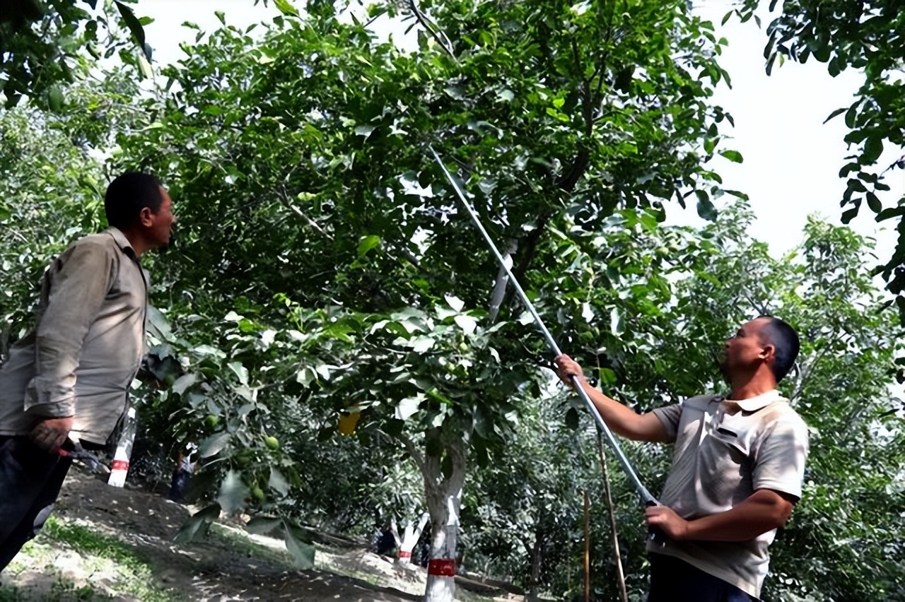 核桃树落果的原因与防治,核桃树怎么防止落果