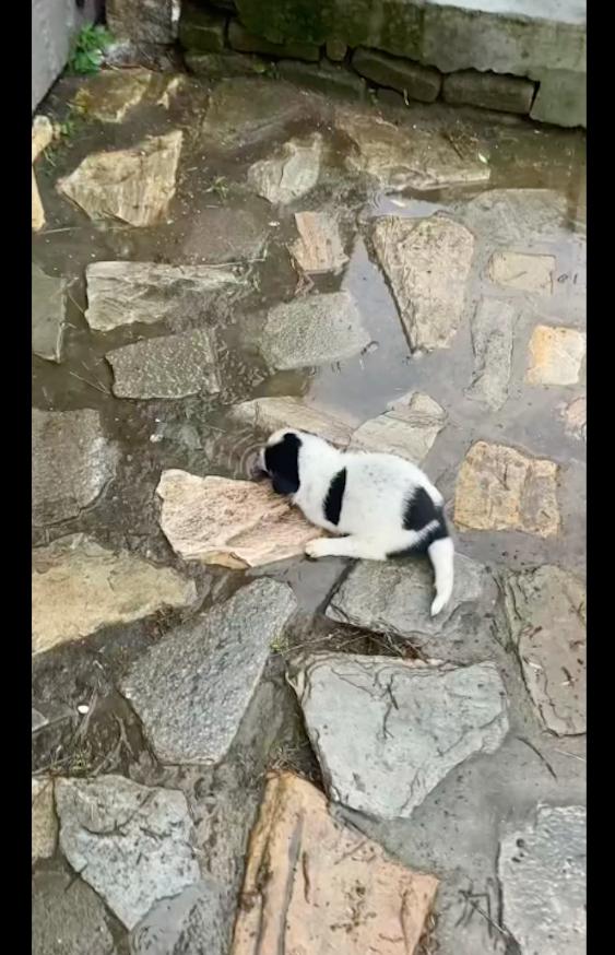 天生没有前腿的狗狗,天生没有前腿的狗