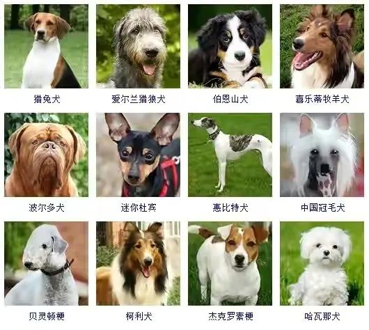 养得多的宠物狗有哪些品种,十大最受欢迎的宠物狗种类排行榜