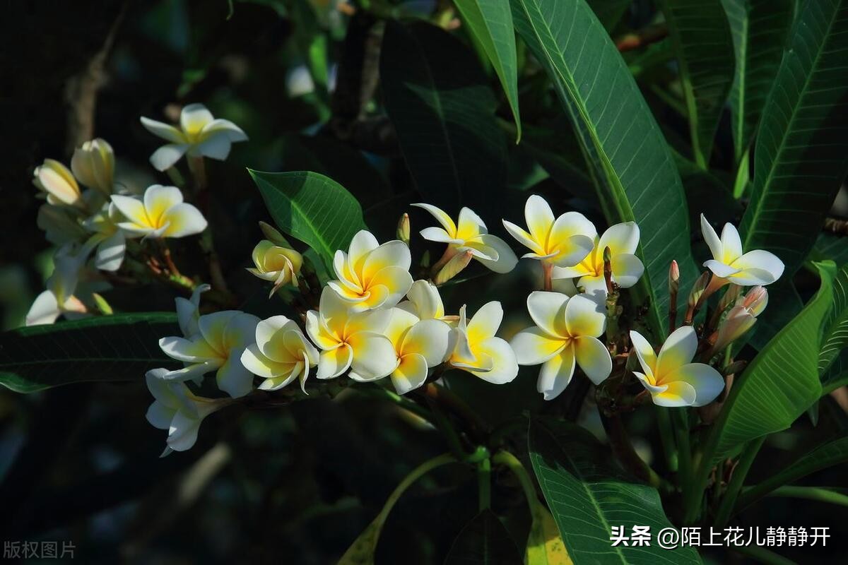 你喜欢夏天的哪些花,夏天盛开的花是什么花