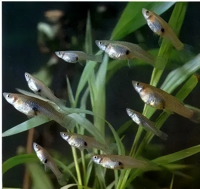 一天能灭2千只蚊子，曾被各国争抢，如今却泛滥成灾，该咋办？