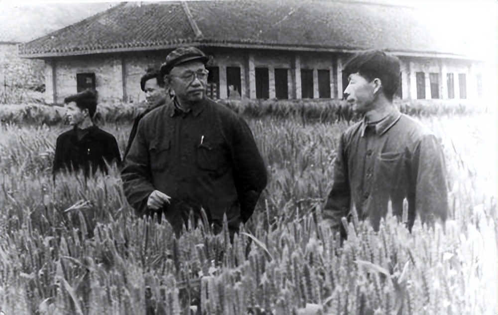 粮食安全种子安全,粮食安全种业为本