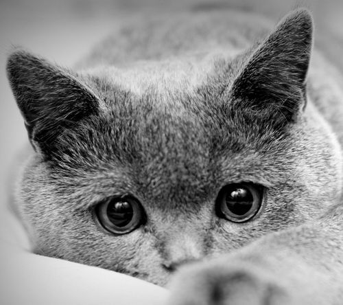 养猫铲屎官的坏习惯,新手铲屎官养猫指南