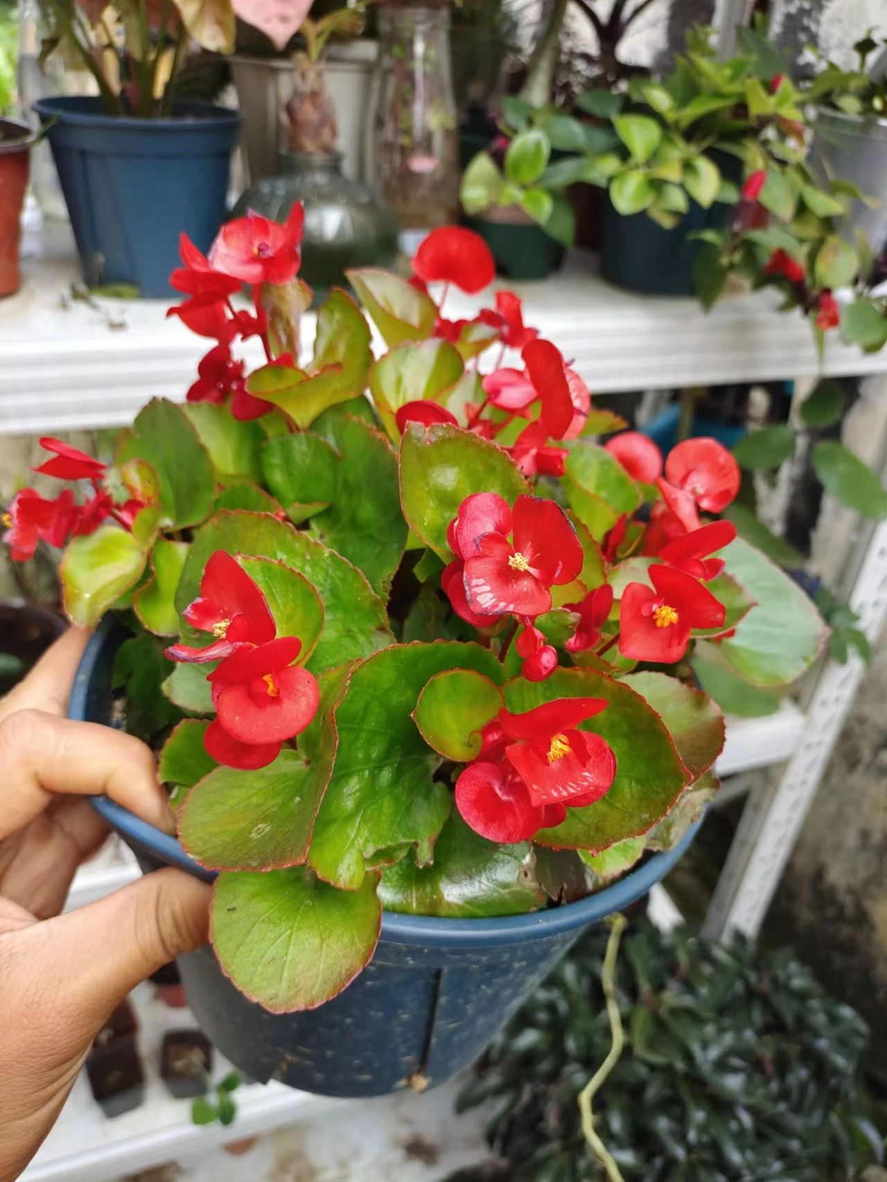 盆栽秋海棠怎么养,盆栽秋海棠多久开一次花