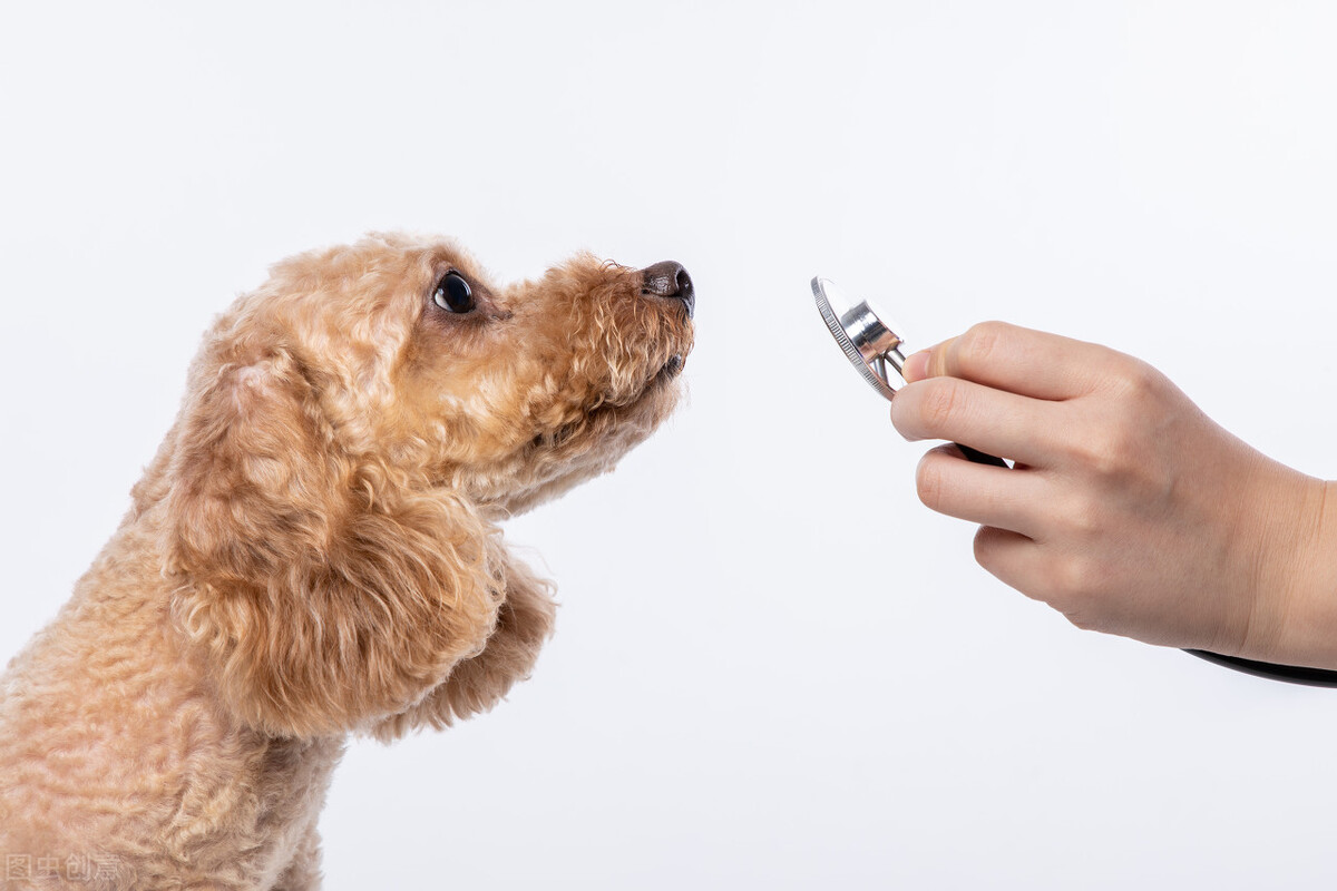 泰迪小狗一直拉血拉稀屎怎么回事,养狗小常识狗狗吐血了怎么办