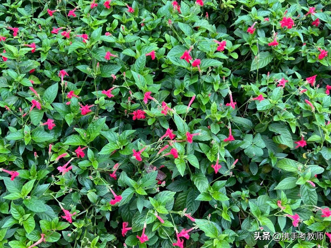 艳芦莉花期多长,艳芦莉花期