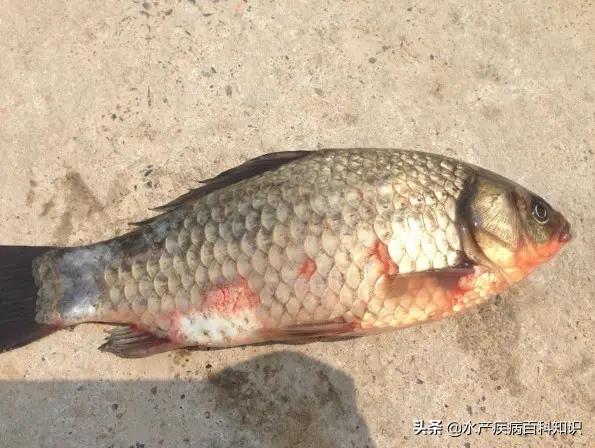 水产养殖常用的几种病,水产出血病用什么药