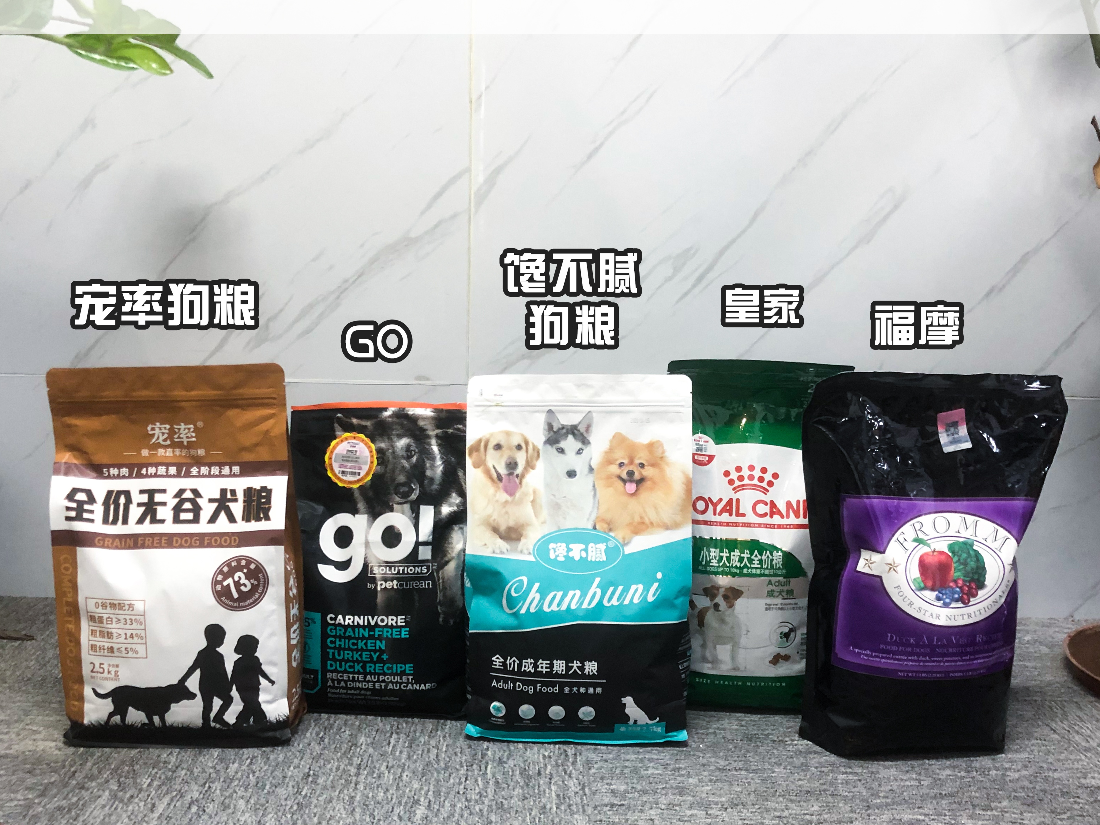 哪种狗适合和卡斯罗一起养,养狗卡斯罗幼犬