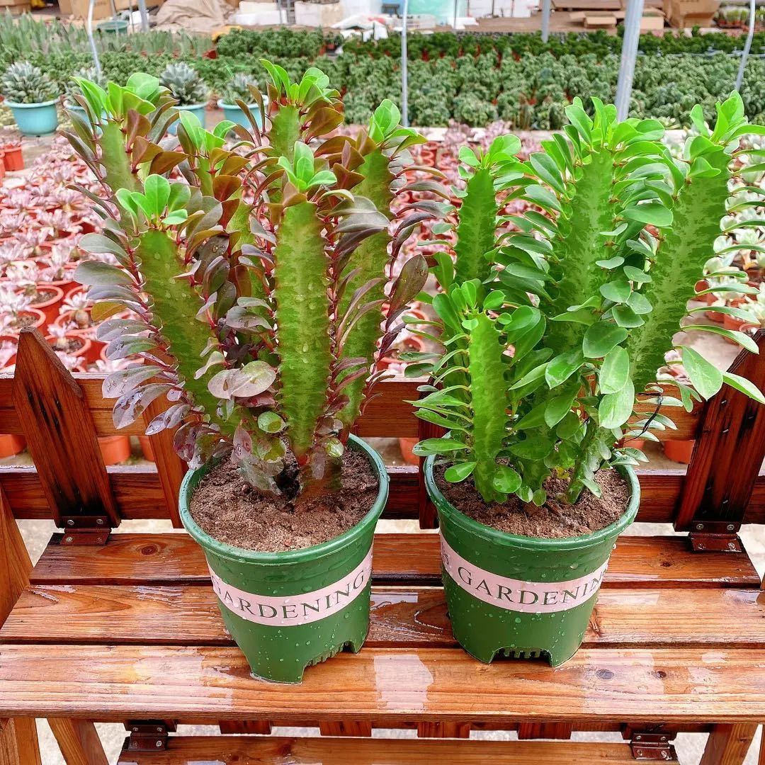 为啥龙骨植物非常少,龙骨花有什么好处有什么坏处