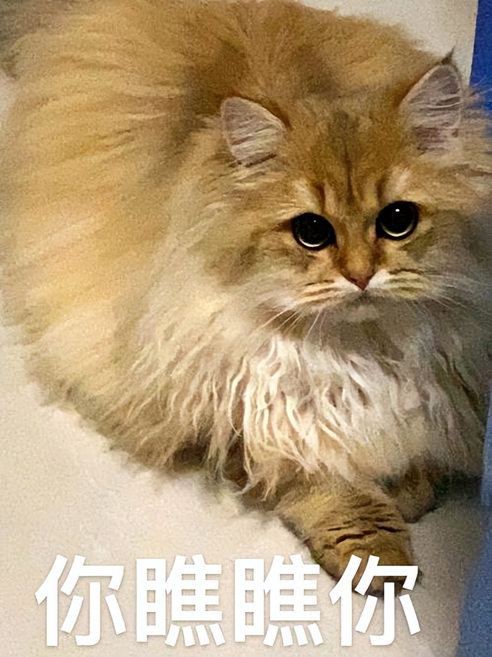 猫大便粘在毛上怎么解决,猫拉屎粘在地上怎么清理