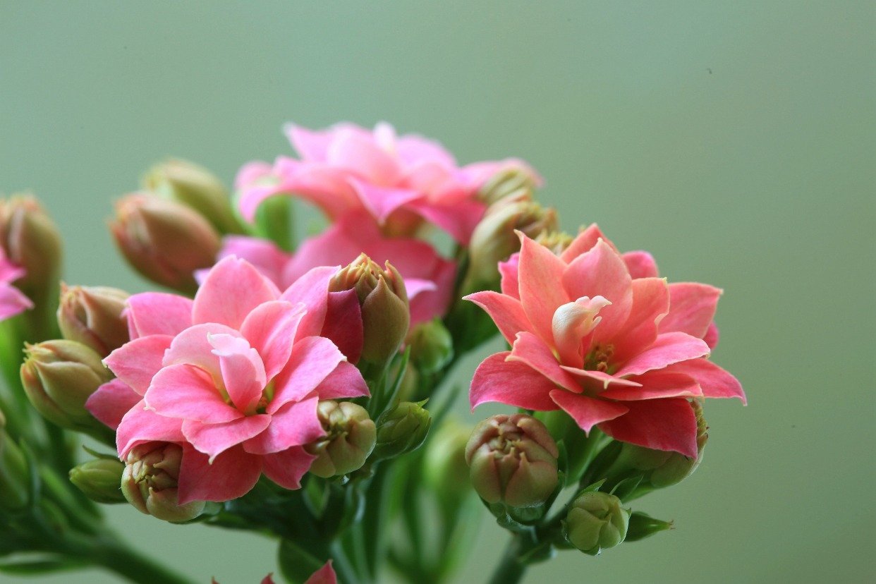 好运又吉利的花,夏季十大喜庆的花
