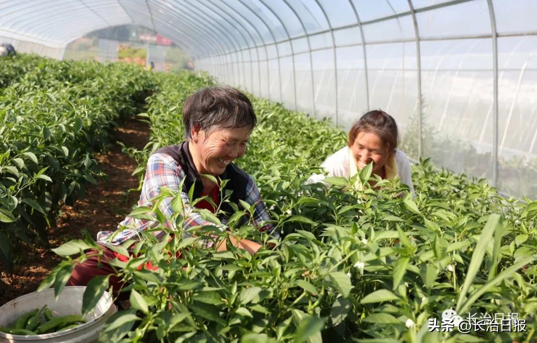 乡村振兴壮大村集体经济收入方案,农村产业发展及壮大村级集体经济