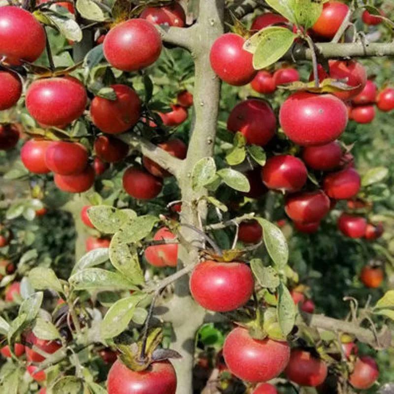 亩产收益2000元以上的农作物,亩产5000斤亩收入10万块