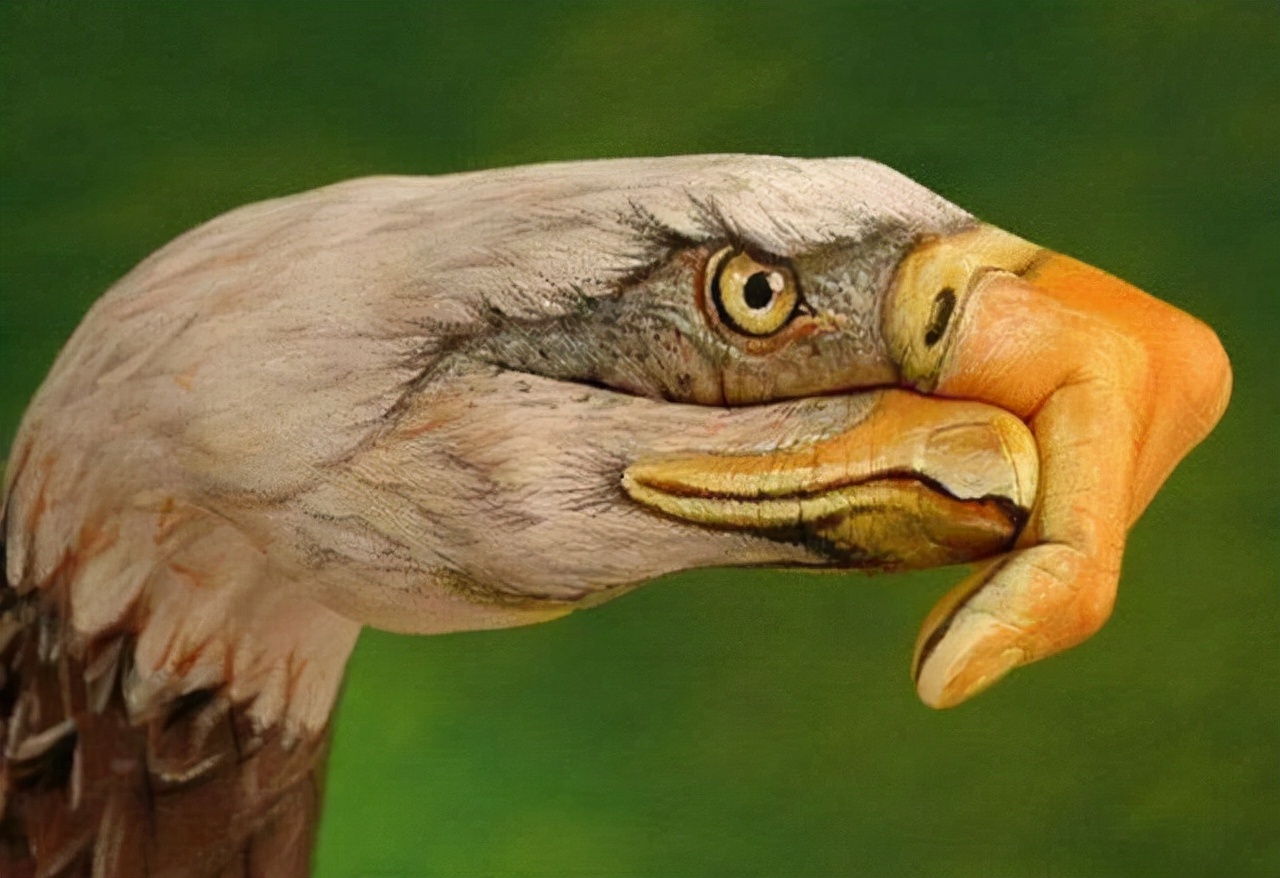 真实大象图片大全可爱,真实野生大象图片