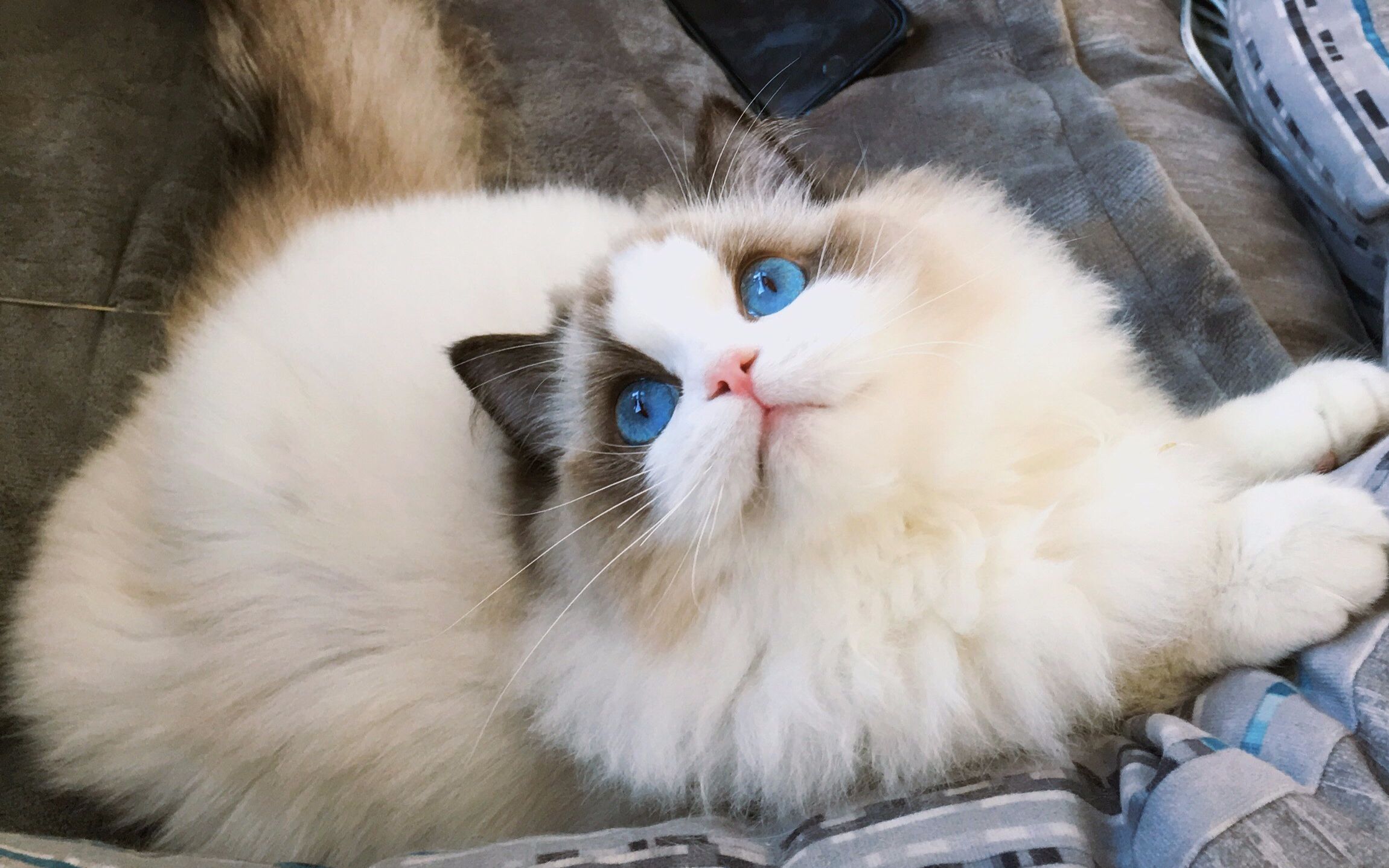 十大热门猫,2023年最热门猫咪排行榜