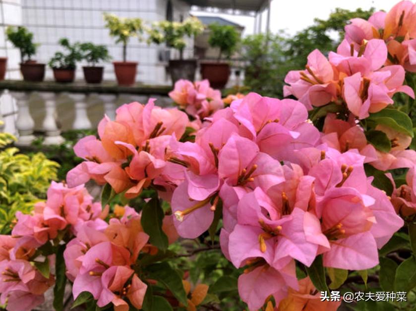 喜阴耐旱适合室内养的50种花,被公认阳台冬天最好养的10种花