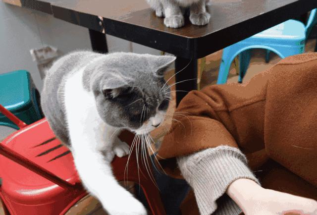 为什么弃养蓝猫的那么多,英短蓝猫频繁被弃养的原因