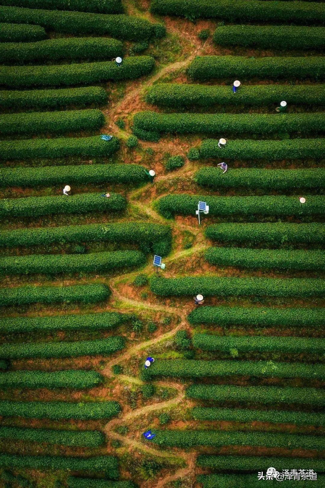 福建中国茶叶第一大省,中国茶叶排名第一省