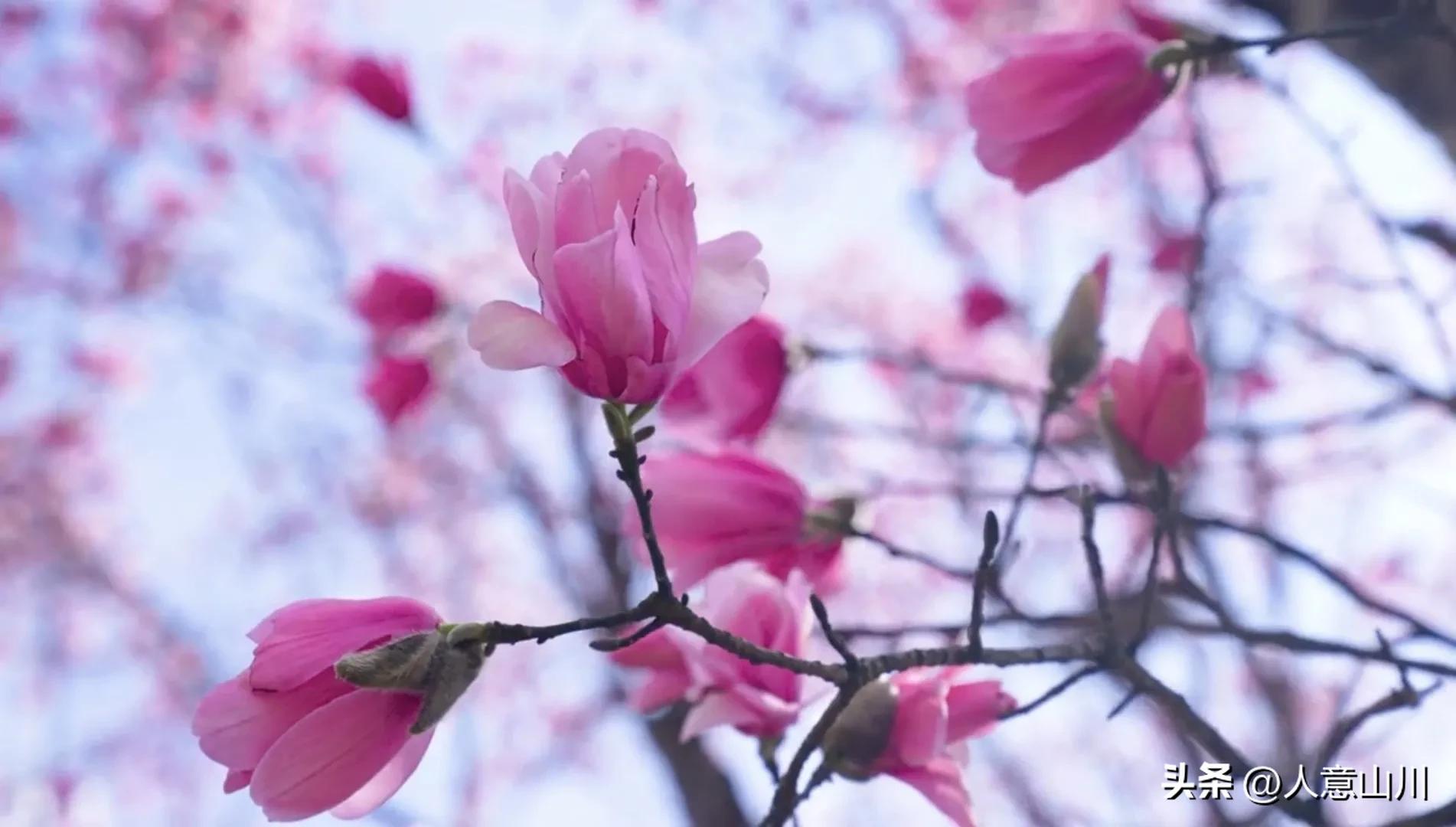 关于木兰花的故事,木兰花故事