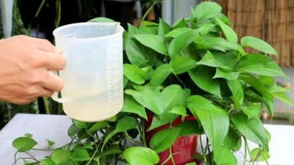 绿萝怎么养才能更旺盛不用肥料养,绿萝的浇水方法和注意事项图片