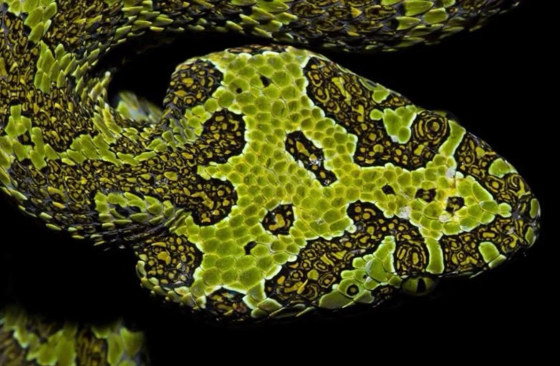 最大的莽山烙铁头蛇有多大,湖南莽山烙铁头蛇如何发现的