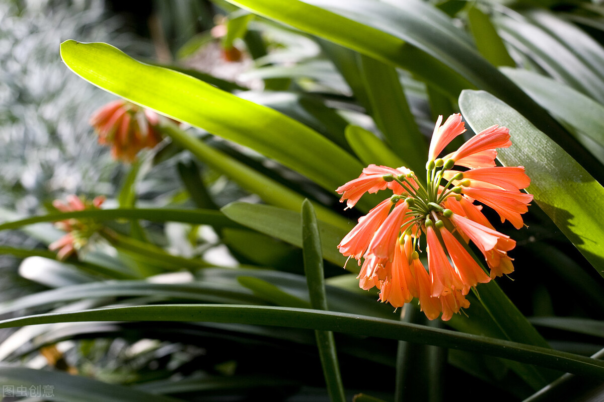 好养的植物小型图片和养殖方法,最好养的10种种植物