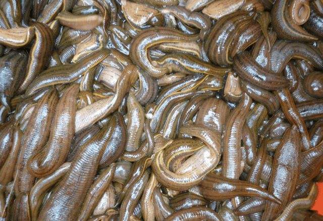 蚂蟥咬了有毒吗,误食蚂蟥会在人体内大量繁殖吗