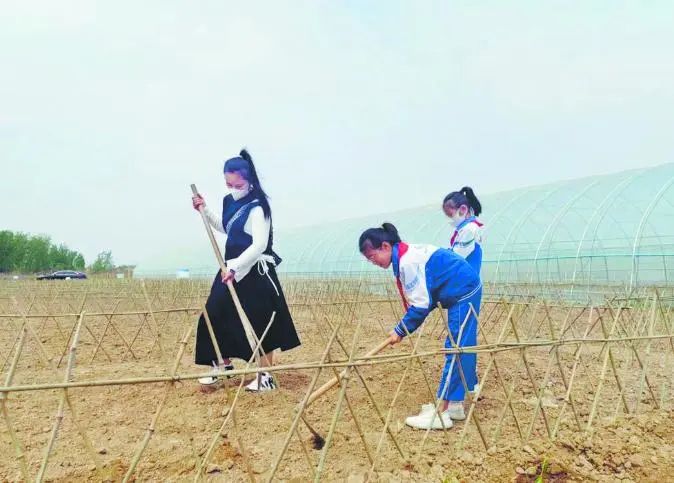 南京租地种菜农场,城市农夫屋顶蔬菜果园