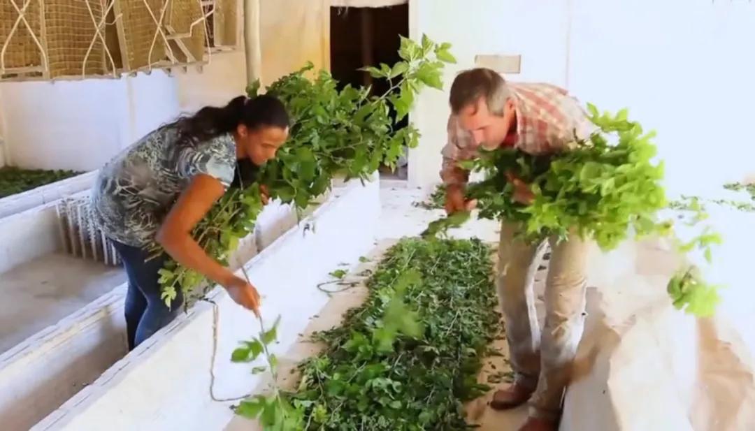 经营二十多年的真丝老店,中国传统丝绸工艺