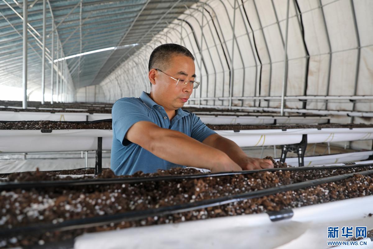 乡村振兴在行动｜产业兴旺活力足——河北新河特色产业发展新图景