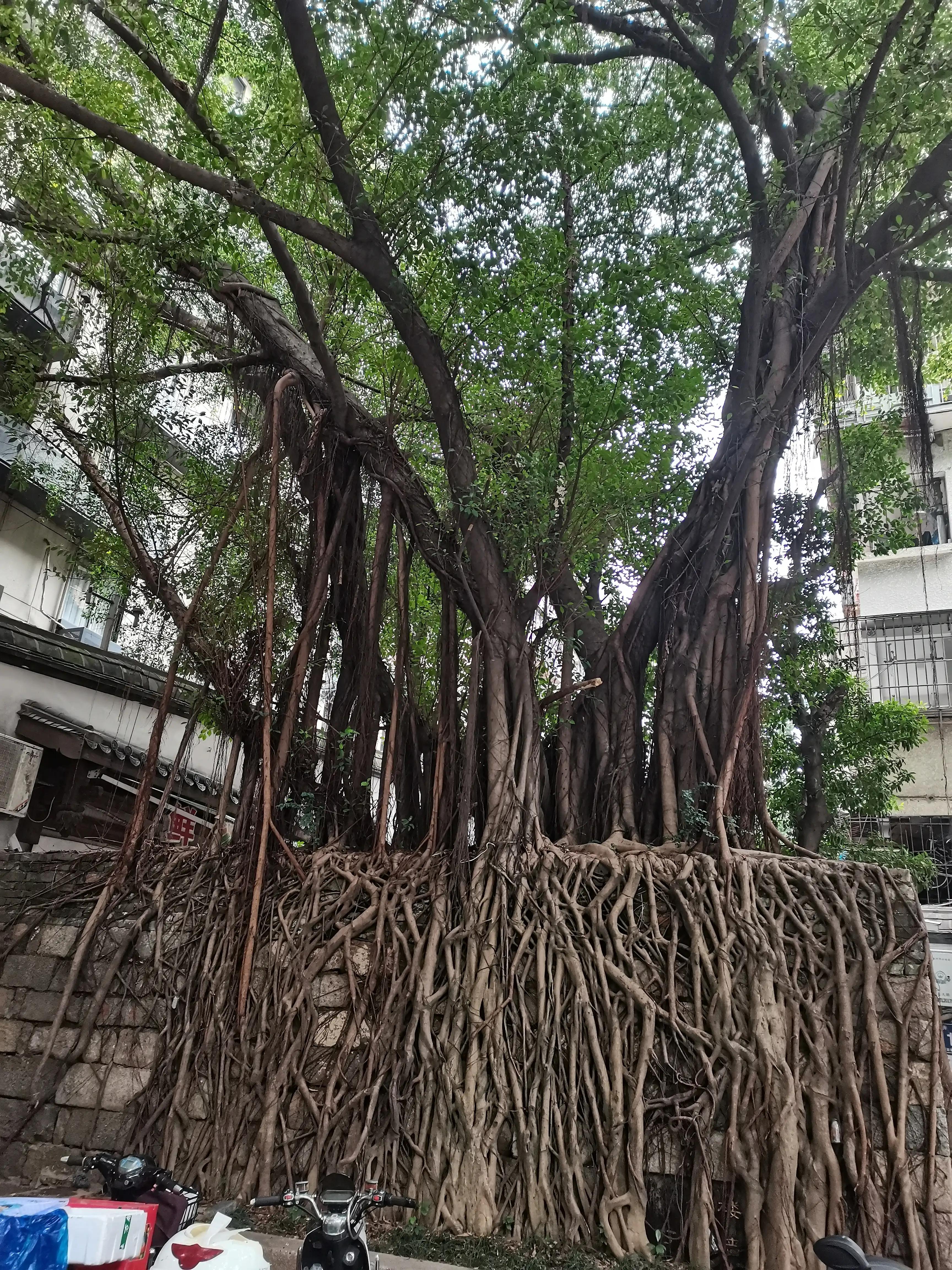 福州郁金香温泉公园,福州花海公园郁金香