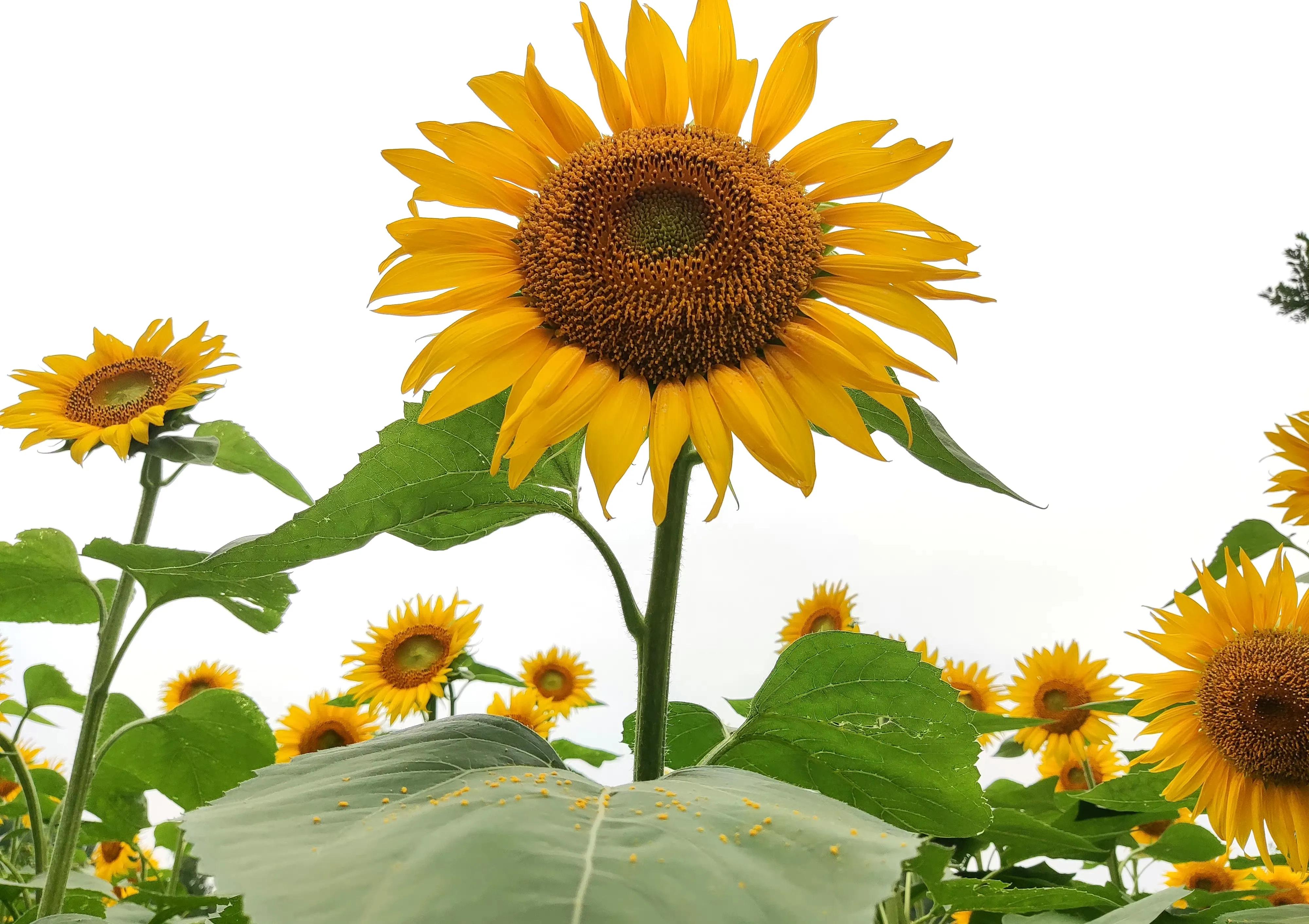 向日葵向阳而生阳光明媚,生如夏花向日葵