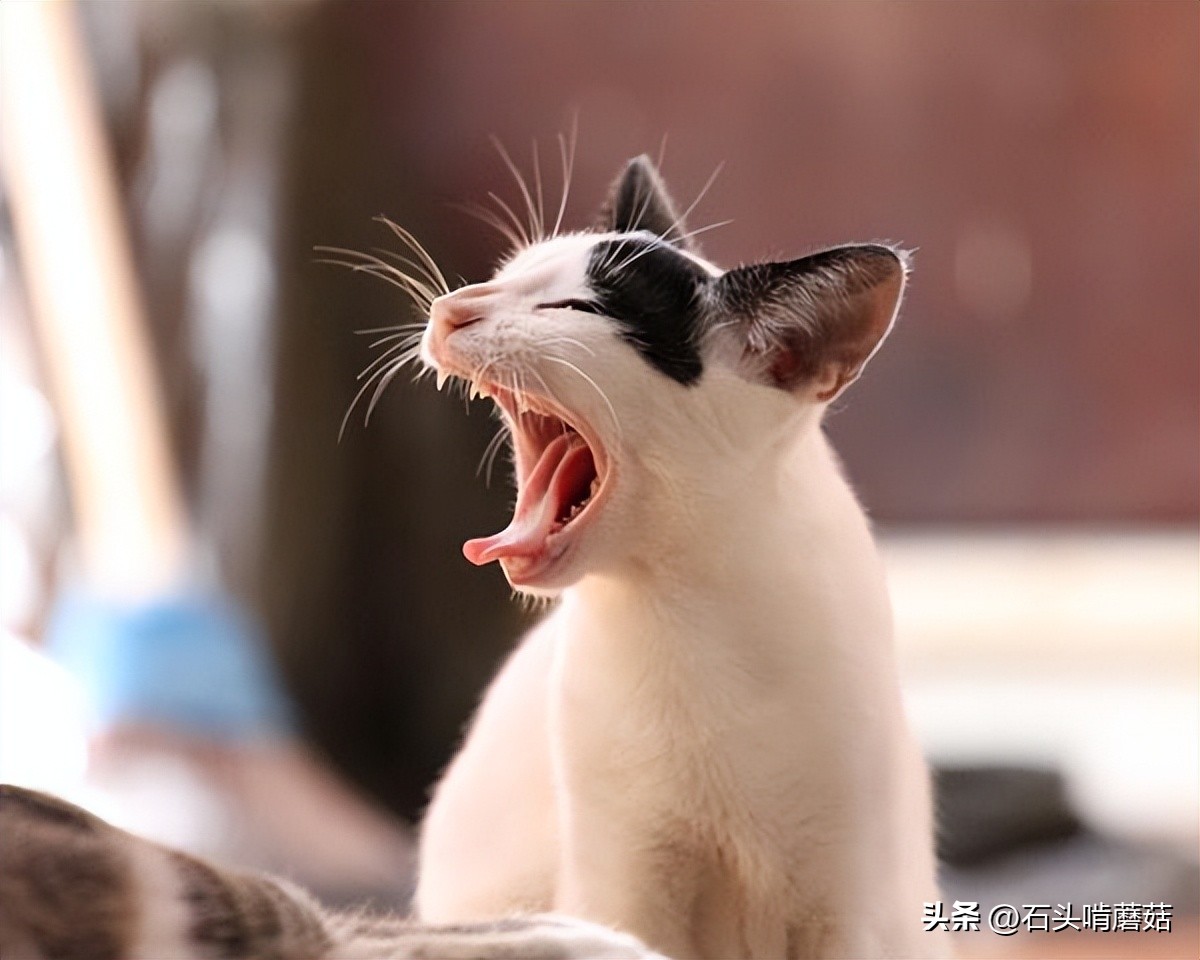 早上猫咪一直绕着你叫,猫咪一直叫是怎么回事