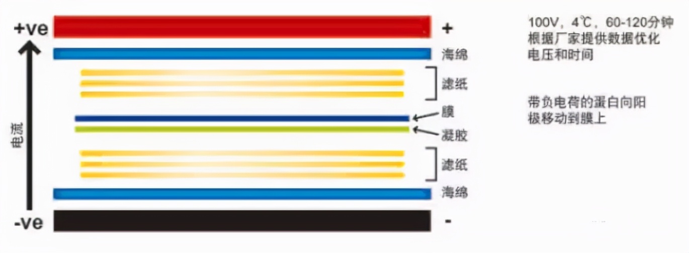 天能VE-586丨转膜实验原理与操作步骤「嗅嗅网」