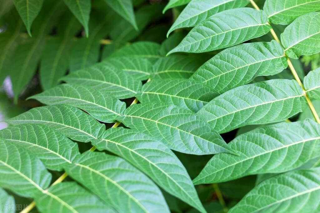 臭椿树为什么叫臭到椿树,怎么样看待臭椿树