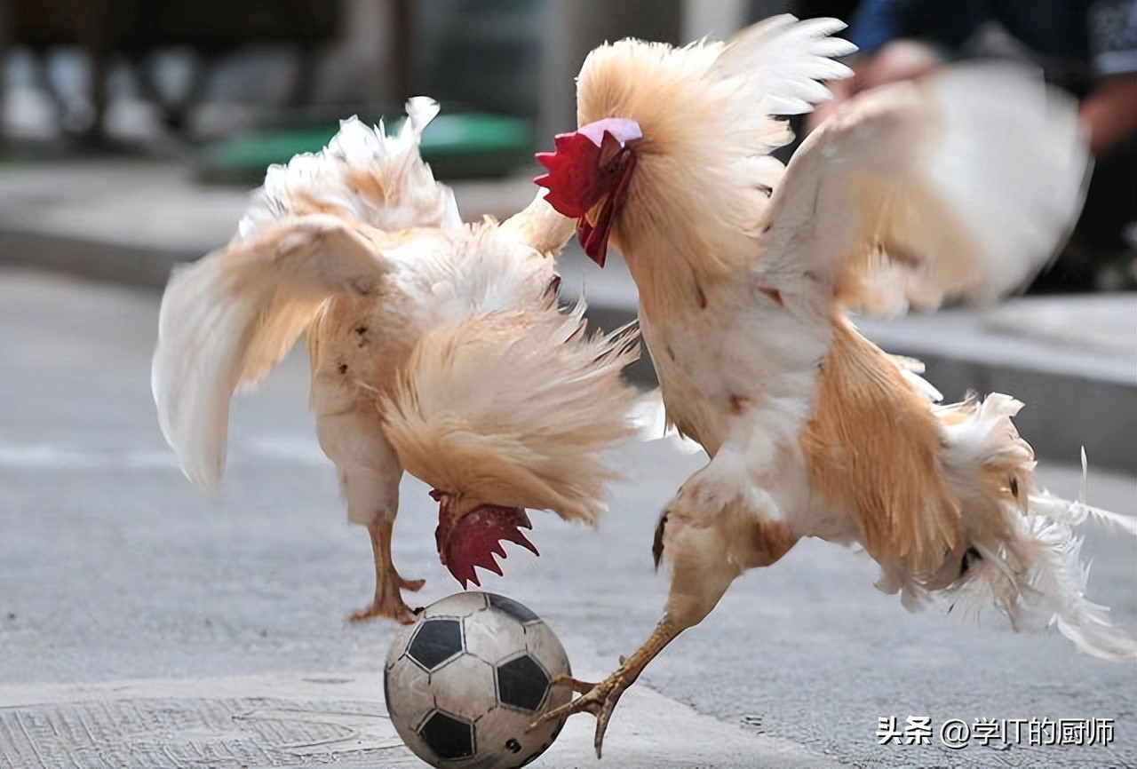 勇敢尝试！短视频+直播：让你的农村创业从送鸡蛋起飞！