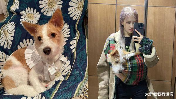 偶像萌宠超人气！伯贤柯基周边“粉丝夜排抢购”Rosé狗吸270万粉