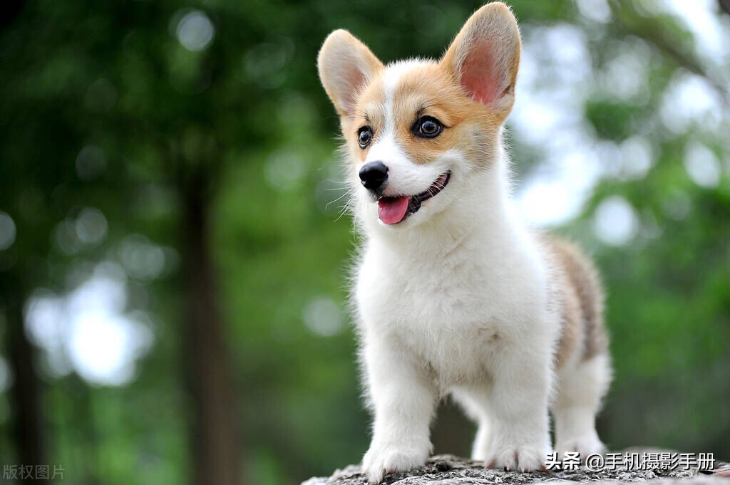 入门摄影不得不学的20个构图方法,摄影新手必须知道的十大构图方法