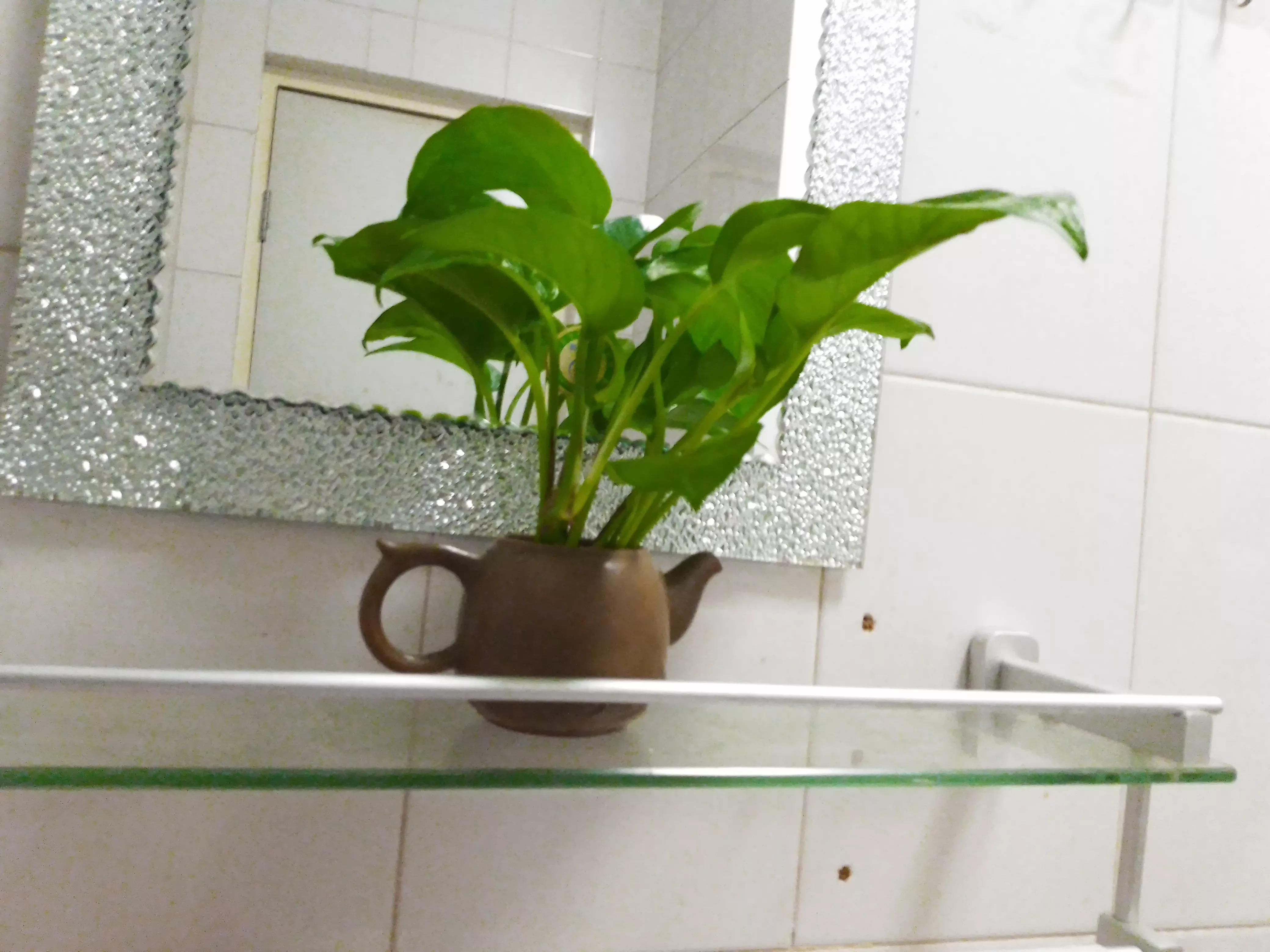 瞧！满屋都是插花，走到哪里都是春天美景