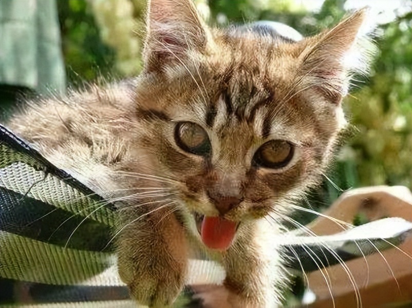 夏天预防猫咪中暑,天气太热了猫咪中暑了怎么办