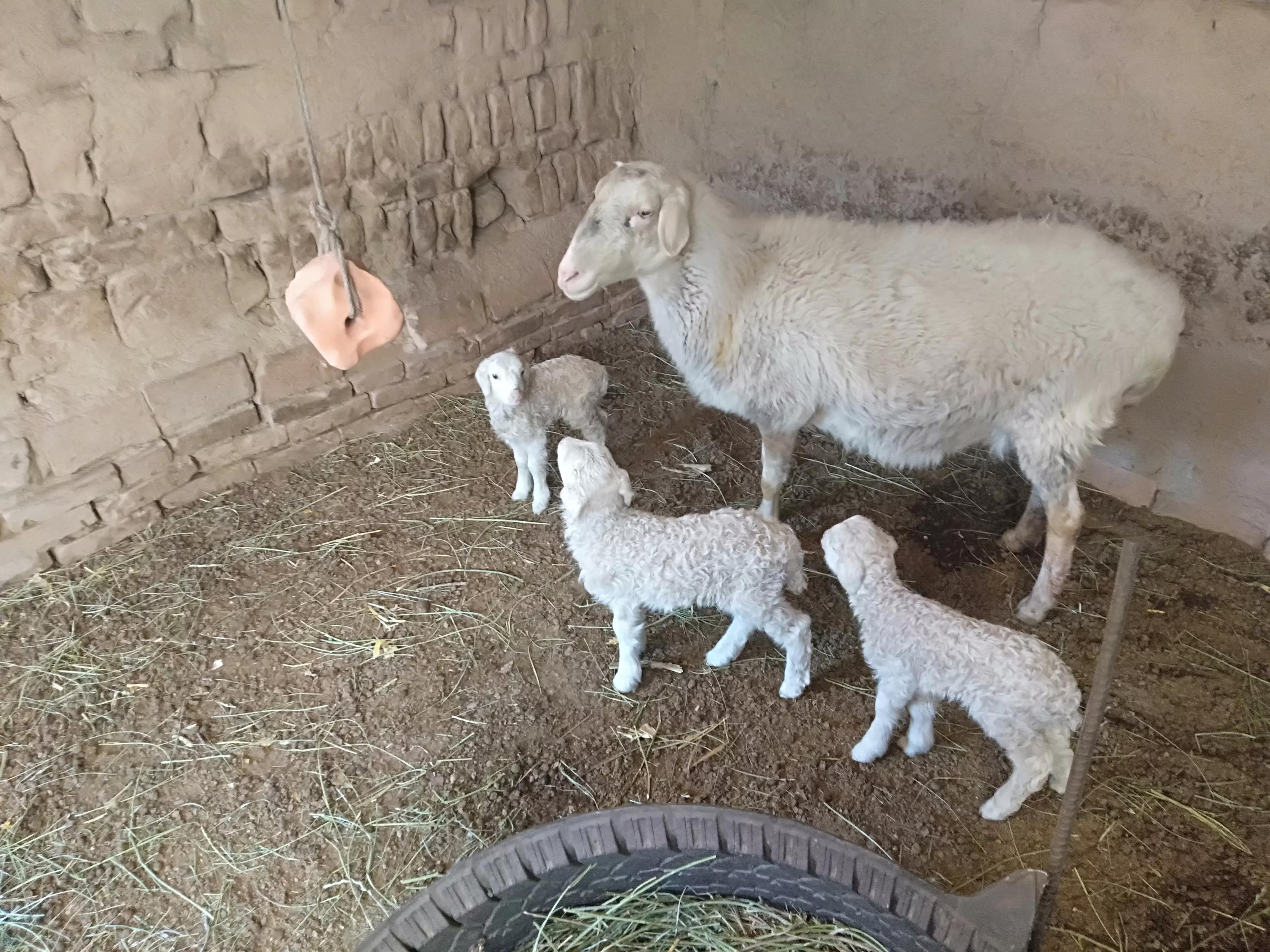 母羊屡配不孕的解决方法,母羊不孕不育解决办法有哪些