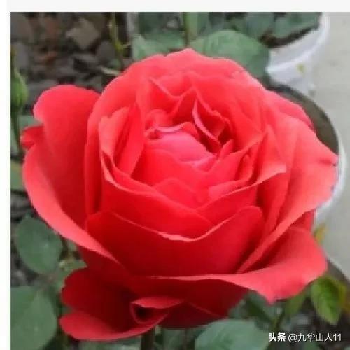 大花浓香勤花的月季品种,大花月季品种介绍大全图片及价格