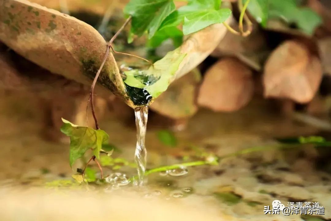 “自古名寺出名茶”，什么样的茶才能称为禅茶呢？