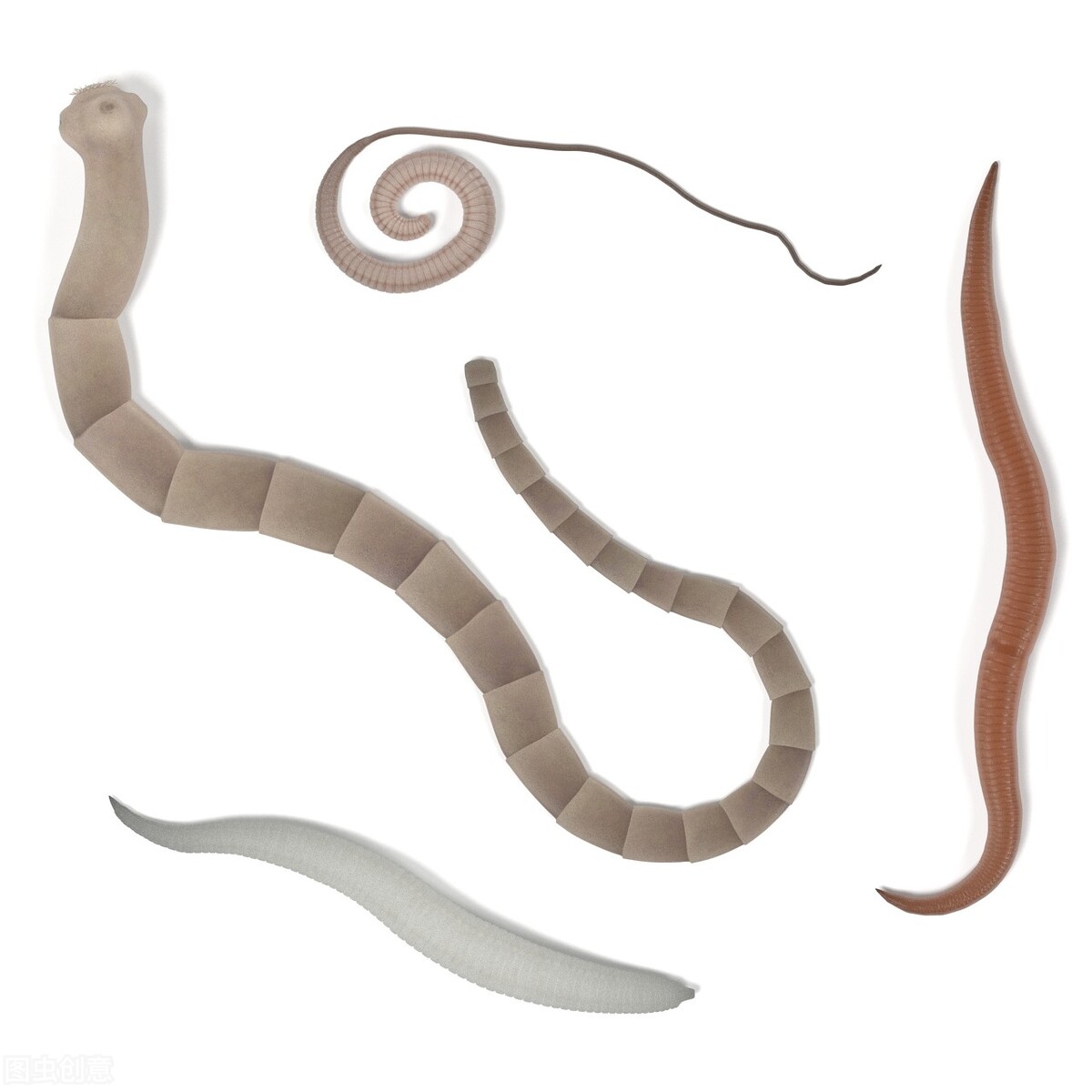 女子吃田螺死亡后续,女子吃田螺住院